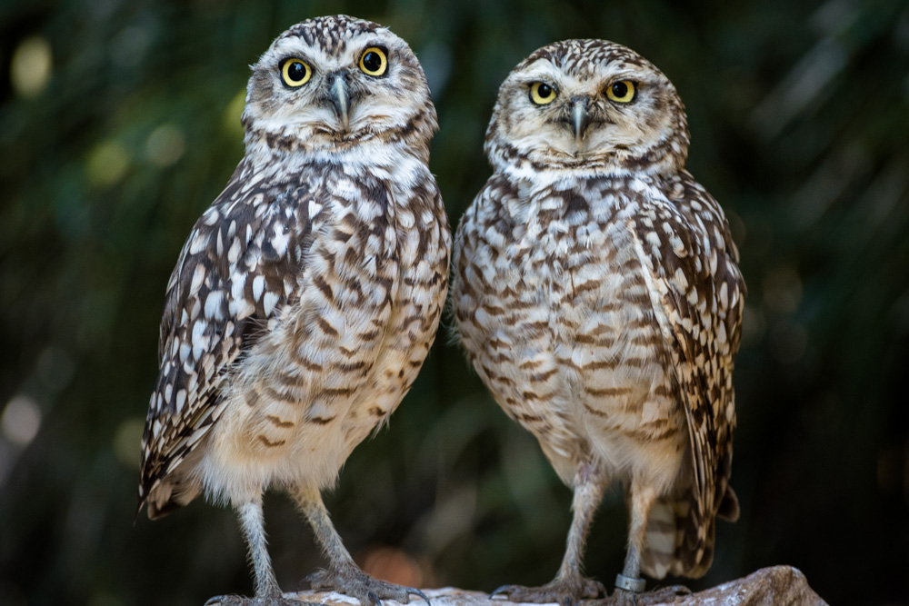 Picture of some owls.