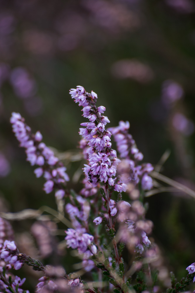 Picture of a flower