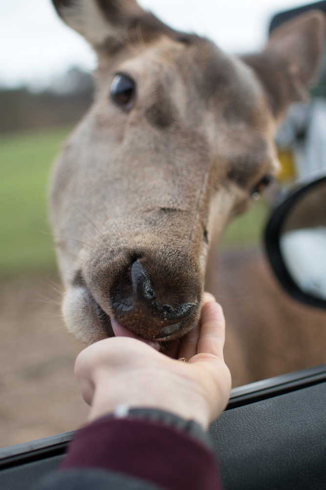 Picture of a deer