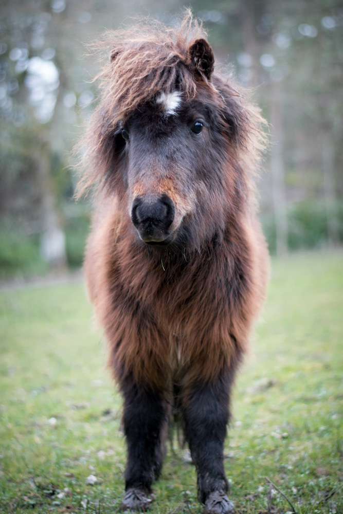 Picture of a pony.