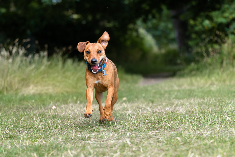 Picture of a dog