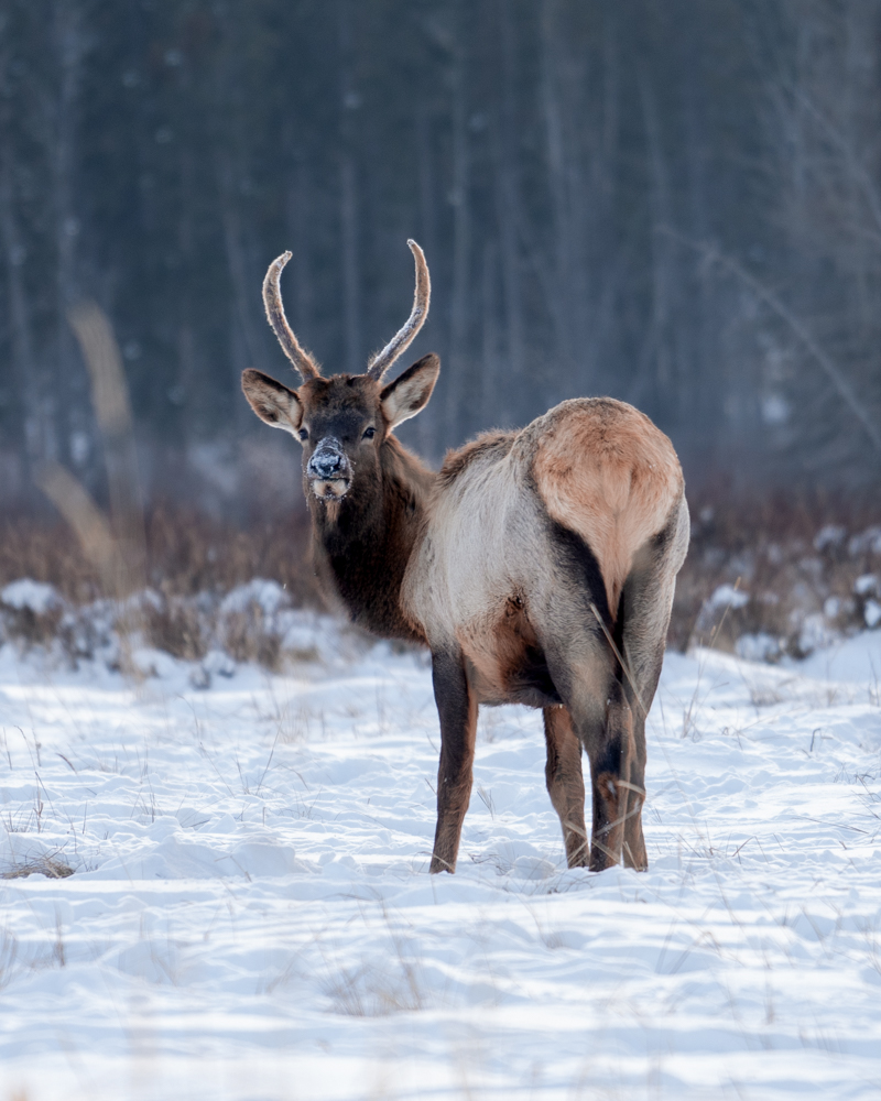 Picture of a deer