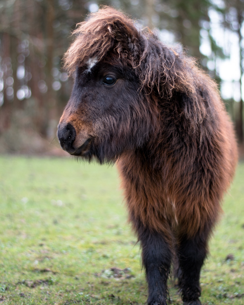 Picture of a pony