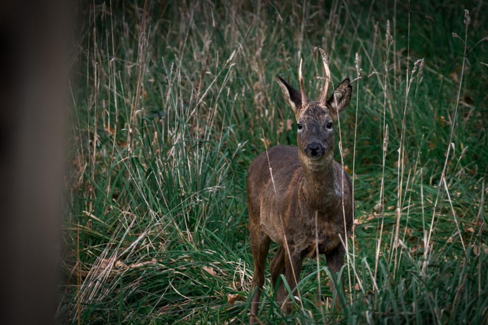 Picture of a deer