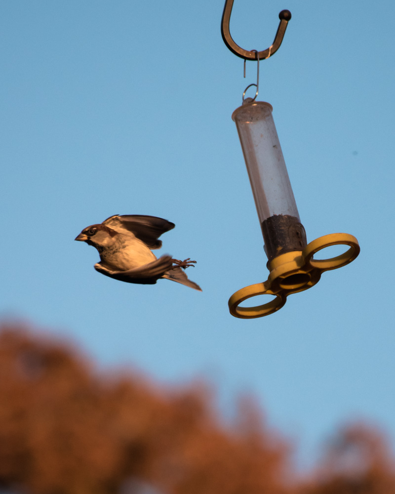 Picture of a bird