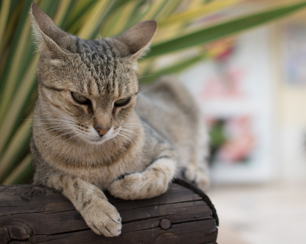 Cat sat on a flower bread